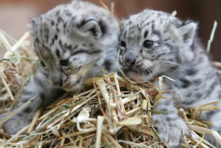 Snow Leopard Cubs - inquisitive little creatures